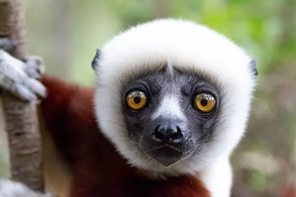 Jeden Portrét Sifaka Lemur Deštných Pralesích — Stock fotografie