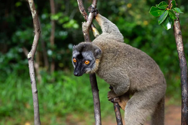 Lemurové Deštném Pralese Stromech Poskakují Stromu Strom — Stock fotografie