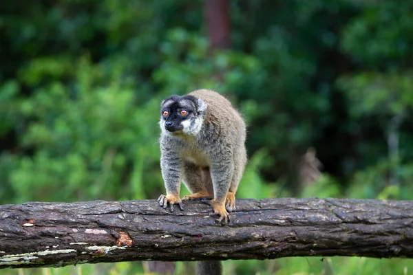 Lemurs Num Tronco Pendurado Sobre Água — Fotografia de Stock