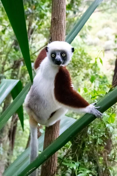 Ett Porträtt Sifaka Lemur Regnskogen — Stockfoto