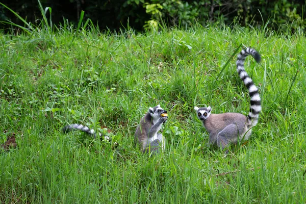 Madagaskar Adasındaki Yağmur Ormanlarında Halka Kuyruklu Lemur — Stok fotoğraf