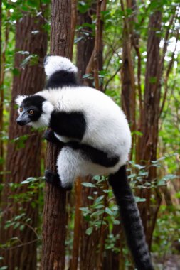 Bir siyah beyaz lemur bir ağacın dalında oturuyor.