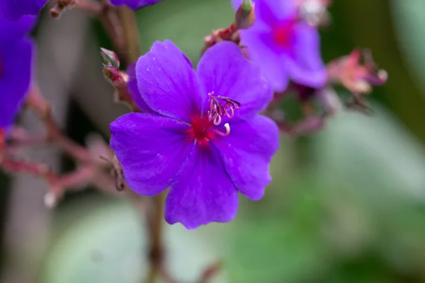 Flores Exóticas Ilha Madagáscar — Fotografia de Stock