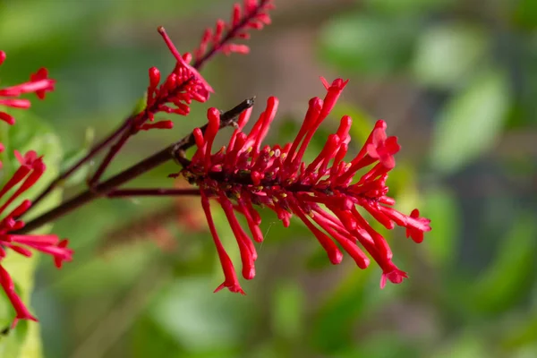 Las Flores Exóticas Isla Madagascar —  Fotos de Stock