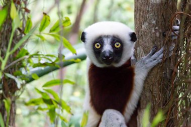 Yağmur ormanlarındaki bir Sifaka lemurunun portresi