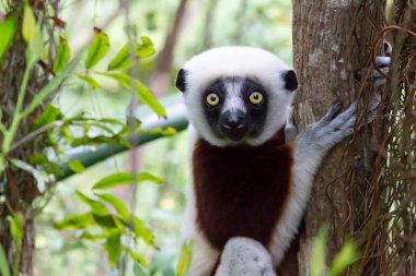 One portrait of a Sifaka lemur in the rainfores clipart