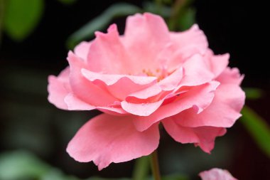 Madagaskar adasının egzotik çiçekleri