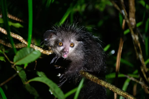 Dos Raros Aye Aye Lemur Que Apenas Noturno — Fotografia de Stock