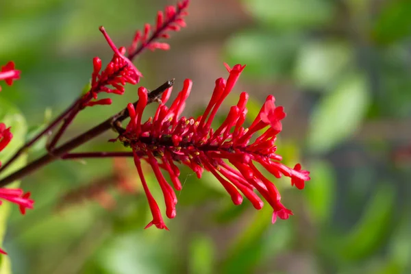 Las Flores Exóticas Isla Madagascar —  Fotos de Stock