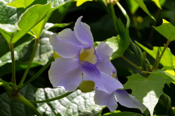 Die Exotischen Blumen Der Insel Madagaskar — Stockfoto