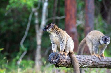 Lemurlar suyun üzerinde asılı bir kütük üzerinde