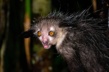 One of The rare Aye-Aye lemur that is only nocturnal clipart