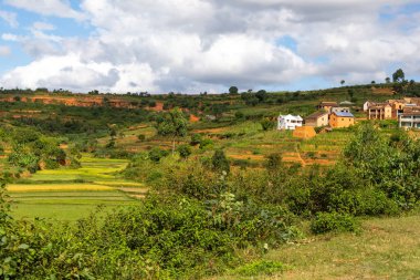 Madagaskar adasındaki yeşil tarlaların ve manzaraların manzarası.