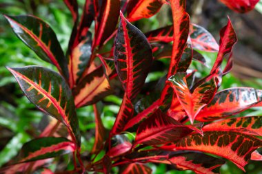 Madagaskar adasındaki renkli bitkiler ve çiçekler.