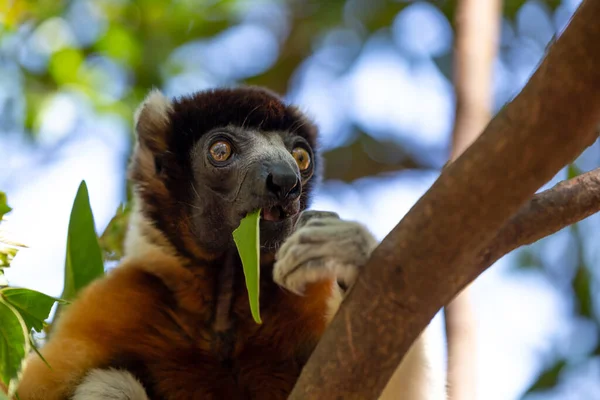 Sifaka Lemur Som Har Gjort Sig Bekväm Trädtoppen — Stockfoto