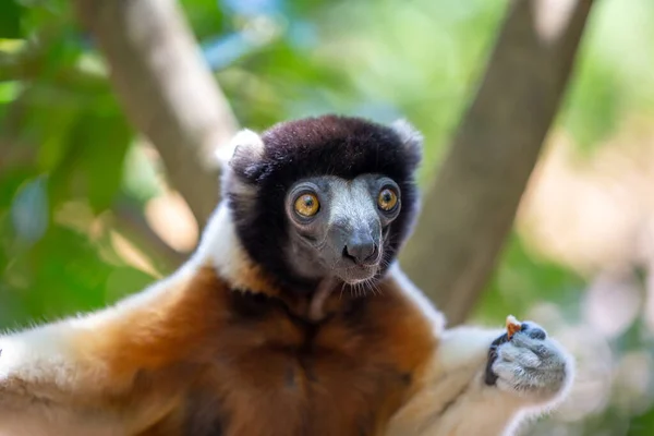 Sifaka Lemur Som Har Gjort Sig Bekväm Trädtoppen — Stockfoto