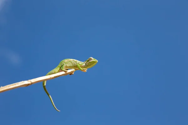 One Colorful Chameleon Branch Tree — Stock Photo, Image