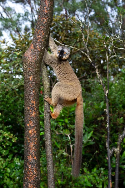 木々の上の熱帯雨林の中のキツネザルは木から木へと飛び立ち — ストック写真