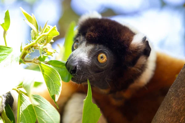 Satu Lemur Sifaka Yang Telah Membuat Dirinya Nyaman Puncak Pohon — Stok Foto