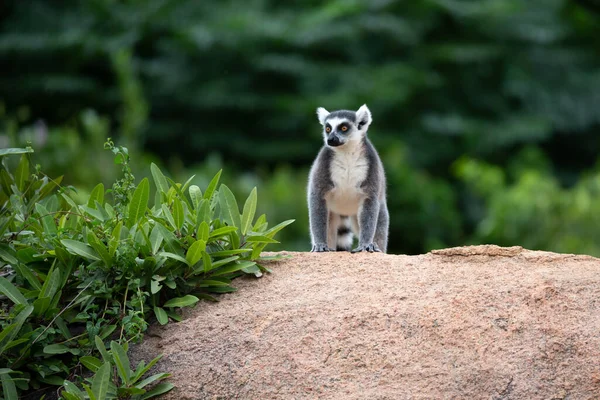 Śmieszne Lemury Pierścieniem Ogonowym Ich Naturalnym Środowisku — Zdjęcie stockowe