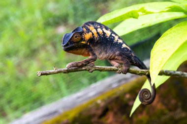 Madagaskar 'daki ulusal bir parkta bir bukalemun.