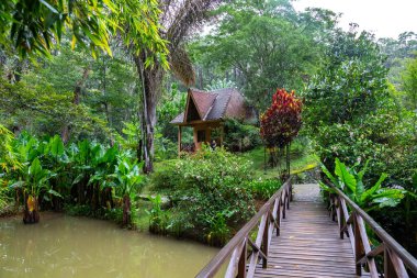 Madagaskar 'da bir yağmur ormanında küçük bir nehrin üzerinde küçük tahta bir köprü.