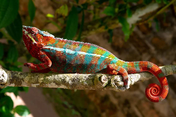 Jeden Barevný Chameleon Větvi Národním Parku Ostrově Madagaskar — Stock fotografie