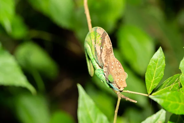 Petit Caméléon Sur Une Petite Branche — Photo