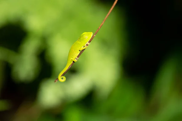 One Small Chameleon Small Branch — Stock Photo, Image