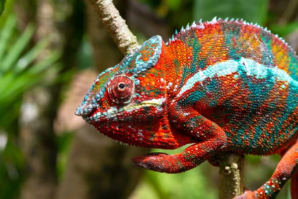 Colorido Camaleón Una Rama Parque Nacional Isla Madagascar — Foto de Stock