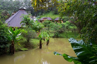 Madagasca adasındaki yağmur ormanlarında tekne gezintisi.