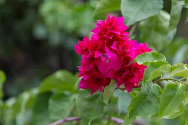 Bunte Pflanzen Und Blumen Auf Der Insel Madagaskar — Stockfoto