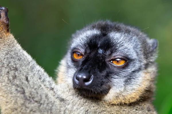 Les Lémuriens Dans Une Forêt Tropicale Sur Les Arbres Sautant — Photo