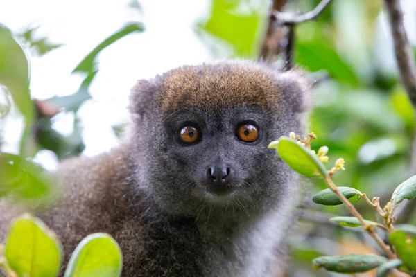 Jeden Malý Lemur Větvi Stromu Deštném Pralese — Stock fotografie