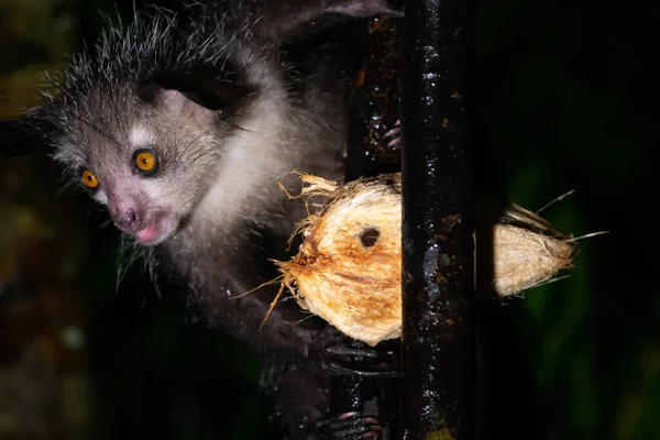 stock image One rare, nocturnal aye-aye lemur with a coconut