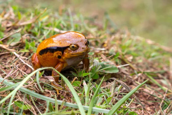 Jedna Velká Oranžová Žába Sedí Trávě — Stock fotografie