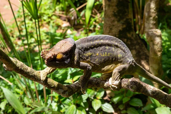 Colorido Camaleón Una Rama Parque Nacional Isla Madagascar — Foto de Stock