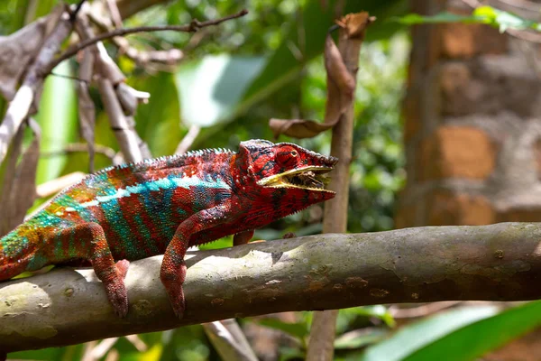 Kolorowy Kameleon Gałęzi Parku Narodowym Madagaskarze — Zdjęcie stockowe