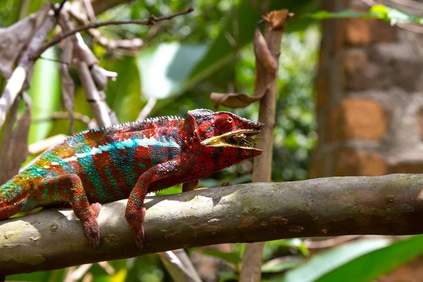 Egy Színes Kaméleon Egy Madagaszkári Nemzeti Park Egyik Ágán — Stock Fotó