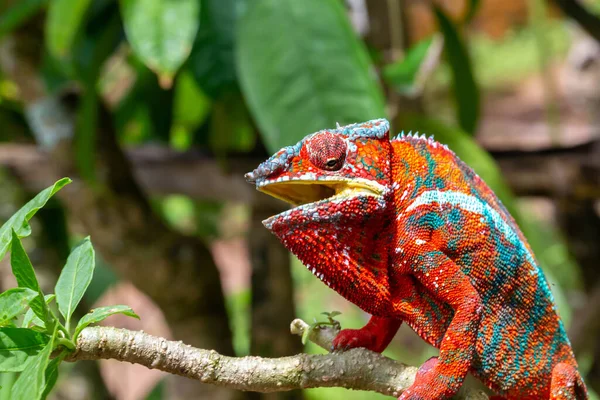 Caméléon Coloré Sur Une Branche Dans Parc National Île Madagascar — Photo