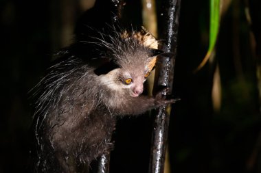 Yağmur yağdığında nadir bir aye-aye lemur