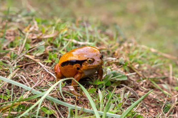 One Large Orange Frog Sitting Grass — Stock Photo, Image