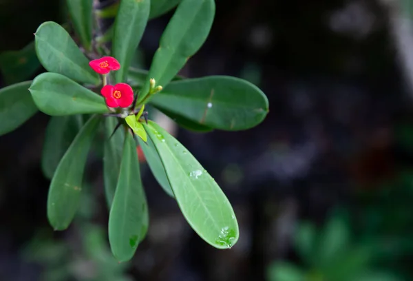 マダガスカル島の近くにあるカラフルな植物や花 — ストック写真