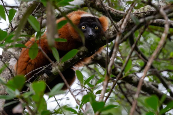 Jeden Červený Vari Lemur Sedí Větvi Stromu — Stock fotografie