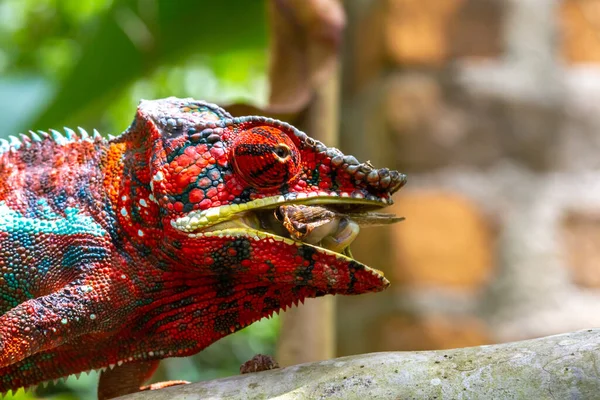 Kolorowy Kameleon Gałęzi Parku Narodowym Madagaskarze — Zdjęcie stockowe