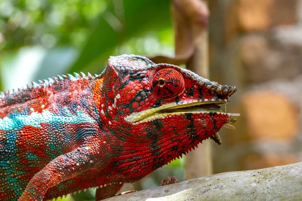 Caméléon Coloré Sur Une Branche Dans Parc National Île Madagascar — Photo