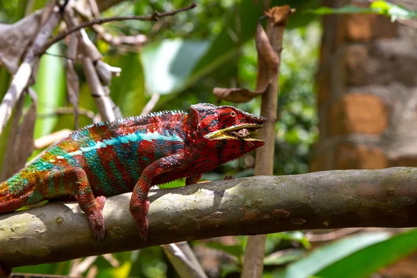 Caméléon Coloré Sur Une Branche Dans Parc National Île Madagascar — Photo