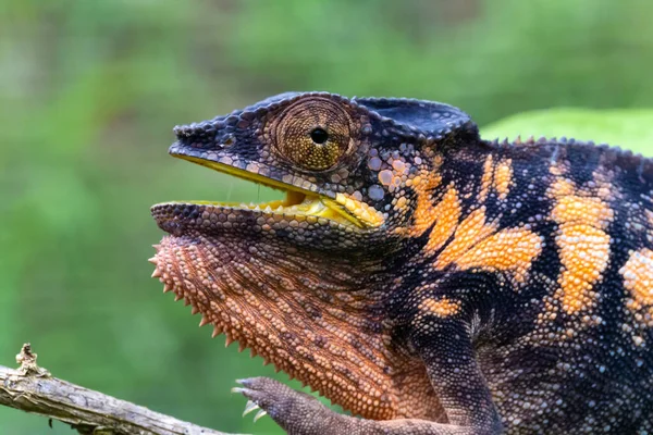 Camaleonte Primo Piano Parco Nazionale Del Madagascar — Foto Stock