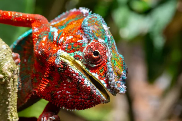 Caméléon Coloré Sur Une Branche Dans Parc National Île Madagascar — Photo