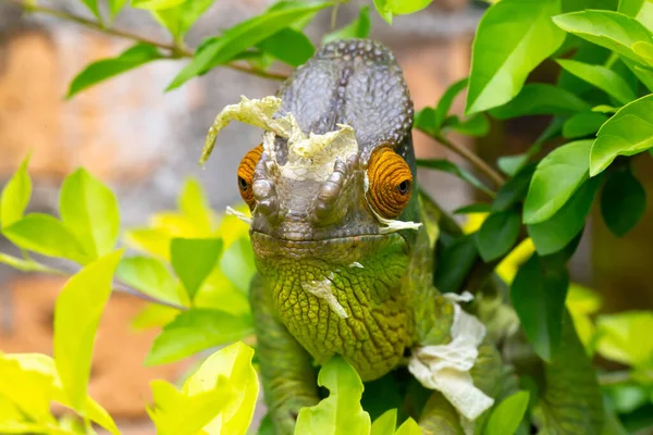 Camaleão Colorido Uma Filial Parque Nacional Ilha Madagascar — Fotografia de Stock